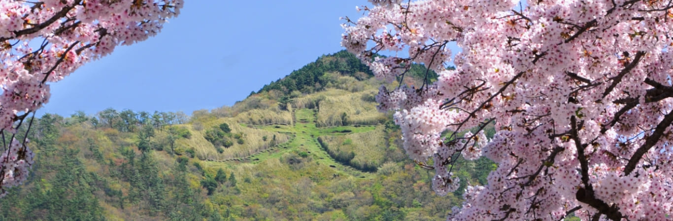箱根強羅の春の大文字焼と桜の木