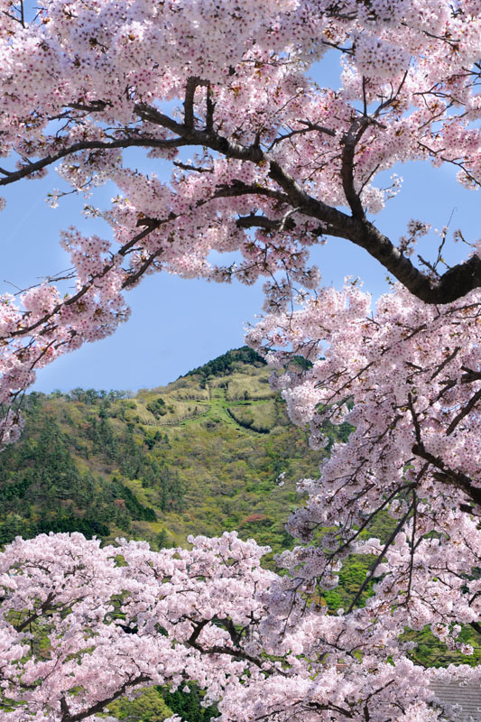 強羅の桜